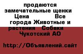 продаются замечательные щенки › Цена ­ 10 000 - Все города Животные и растения » Собаки   . Чукотский АО